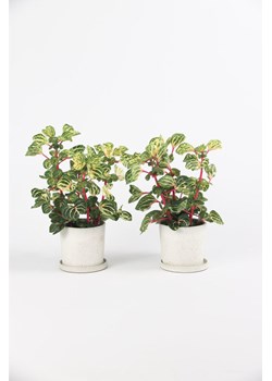 H & M - Iresine Herbstii - zestaw 2 sztuk - Zielony ze sklepu H&M w kategorii Dekoracje - zdjęcie 169992153