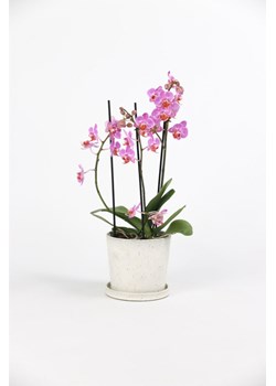 H & M - Phalaenopsis Multiflora różowy - Zielony ze sklepu H&M w kategorii Doniczki i osłonki - zdjęcie 169992364
