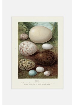 H & M - Vintage Bird Eggs Plakat - Pomarańczowy ze sklepu H&M w kategorii Dekoracje ścienne - zdjęcie 169997201