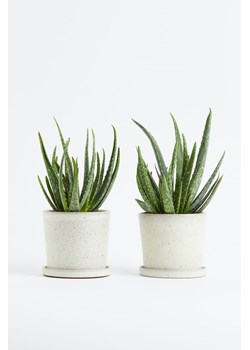 H & M - Aloes - zestaw 2 sztuk - Zielony ze sklepu H&M w kategorii Dekoracje - zdjęcie 170040123