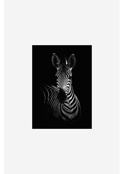 H & M - Wild Photo Art - The Zebra - Czarny ze sklepu H&M w kategorii Plakaty - zdjęcie 170040404