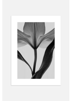 H & M - Tulip Silhouette Plakat - Czarny ze sklepu H&M w kategorii Plakaty - zdjęcie 170117480