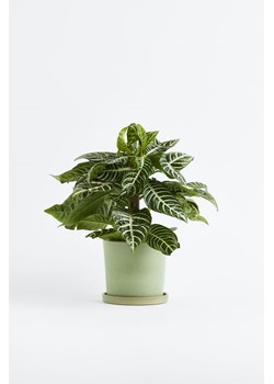 H & M - Aphelandra Botanica - Zielony ze sklepu H&M w kategorii Dekoracje - zdjęcie 170209633