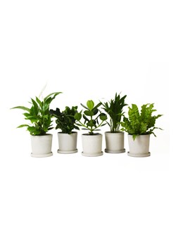 H & M - Rośliny wewnętrzne oczyszczające powietrze-5 sztuk - Zielony ze sklepu H&M w kategorii Dekoracje - zdjęcie 170635481