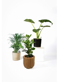 H & M - Zestaw 3 różnych palm - Zielony ze sklepu H&M w kategorii Dekoracje - zdjęcie 170635601