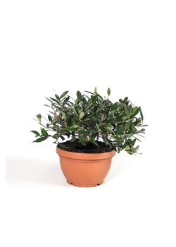 H & M - Oliwka Europesjka - bonsai - Zielony ze sklepu H&M w kategorii Dekoracje - zdjęcie 170635791