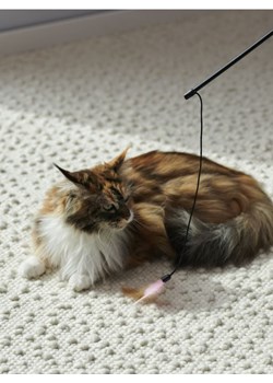 Sinsay - Wędka dla kota - wielobarwny ze sklepu Sinsay w kategorii Dla zwierząt - zdjęcie 171361071