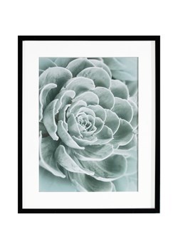 Obraz Succulents I 40x50cm ze sklepu dekoria.pl w kategorii Obrazy - zdjęcie 171785184