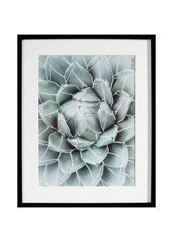 Obraz Succulents II 40x50cm ze sklepu dekoria.pl w kategorii Obrazy - zdjęcie 172473503