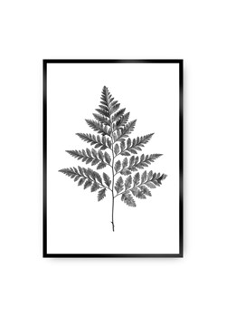 Plakat Fern Grey ze sklepu dekoria.pl w kategorii Obrazy - zdjęcie 172474244