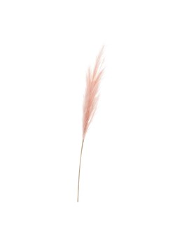 Gałązka Pampas 130cm pink ze sklepu dekoria.pl w kategorii Dekoracje - zdjęcie 172489352