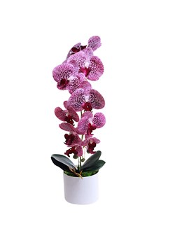 Fioletowy storczyk orchidea Kompozycja kwiatowa 1 Pęd 55 cm KOMp63 S240 ze sklepu Pantofelek24.pl w kategorii Dekoracje - zdjęcie 178532173