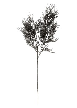 Present Time Sztuczna roślina &quot;Asparagus&quot; w kolorze czarnym - 25,4 x 86,4 cm ze sklepu Limango Polska w kategorii Doniczki i osłonki - zdjęcie 178976110