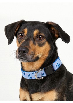 Sinsay - Obroża dla zwierząt Stitch - błękitny ze sklepu Sinsay w kategorii Dla zwierząt - zdjęcie 185745544