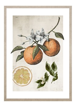Ars Longa Druk artystyczny &quot;Orange Life Cycle&quot; w ramce - 70 x 50 cm ze sklepu Limango Polska w kategorii Obrazy - zdjęcie 186157390