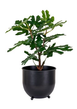 House Nordic Sztuczna roślina &quot;Fig Tree&quot; w kolorze zielonym - wys. 50 cm ze sklepu Limango Polska w kategorii Doniczki i osłonki - zdjęcie 187636914