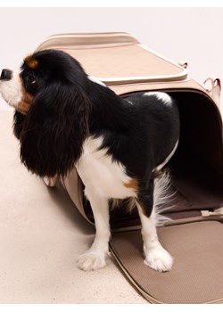 Mohito - Torba transporter - beżowy ze sklepu Mohito w kategorii Kuferki - zdjęcie 187644644