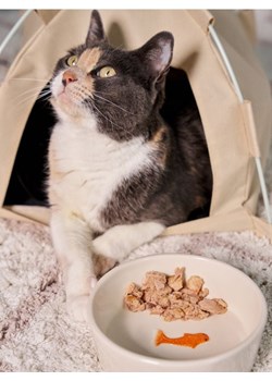 Sinsay - Miska dla zwierząt - kremowy ze sklepu Sinsay w kategorii Dla zwierząt - zdjęcie 188361963