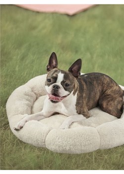 Sinsay - Legowisko dla kota w kształcie kwiata - kremowy ze sklepu Sinsay w kategorii Dla zwierząt - zdjęcie 188426032