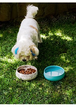 Paws&amp;Whiskers Miska w kolorze biało-czarnym dla zwierząt - wys. 6 x Ø 16 cm ze sklepu Limango Polska w kategorii Dla zwierząt - zdjęcie 188813092