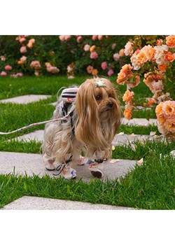 Paws&amp;Whiskers Buty w kolorze beżowym dla psa ze sklepu Limango Polska w kategorii Dla zwierząt - zdjęcie 188813780