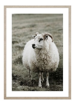 Ars Longa Druk artystyczny "Ram In The Meadow" w ramce - 70 x 50 cm ze sklepu Limango Polska w kategorii Obrazy - zdjęcie 188965023