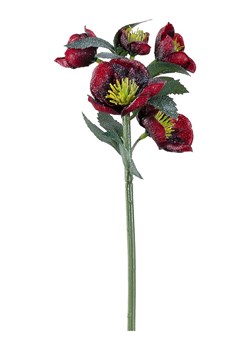 LEONARDO Sztuczna roślina "Christrose" w kolorze ciemnoczerwonym - dł. 29 cm ze sklepu Limango Polska w kategorii Doniczki i osłonki - zdjęcie 189252452