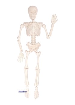 Eduplay Forma "Human skeleton" do piasku - 3+ ze sklepu Limango Polska w kategorii Zabawki - zdjęcie 189253622